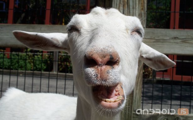  Goat Simulator   iOS  Android